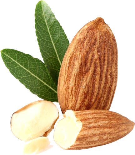 Almond Sm Isolated copy