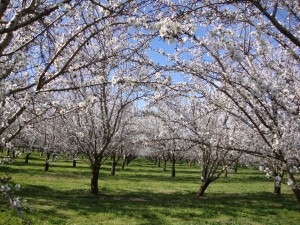 Our Almond Orchard in Full Bloom